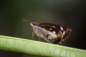 फुलपाखराचे रंगतदार, अनिश्चित आणि रोमहर्षक जीवनचक्र