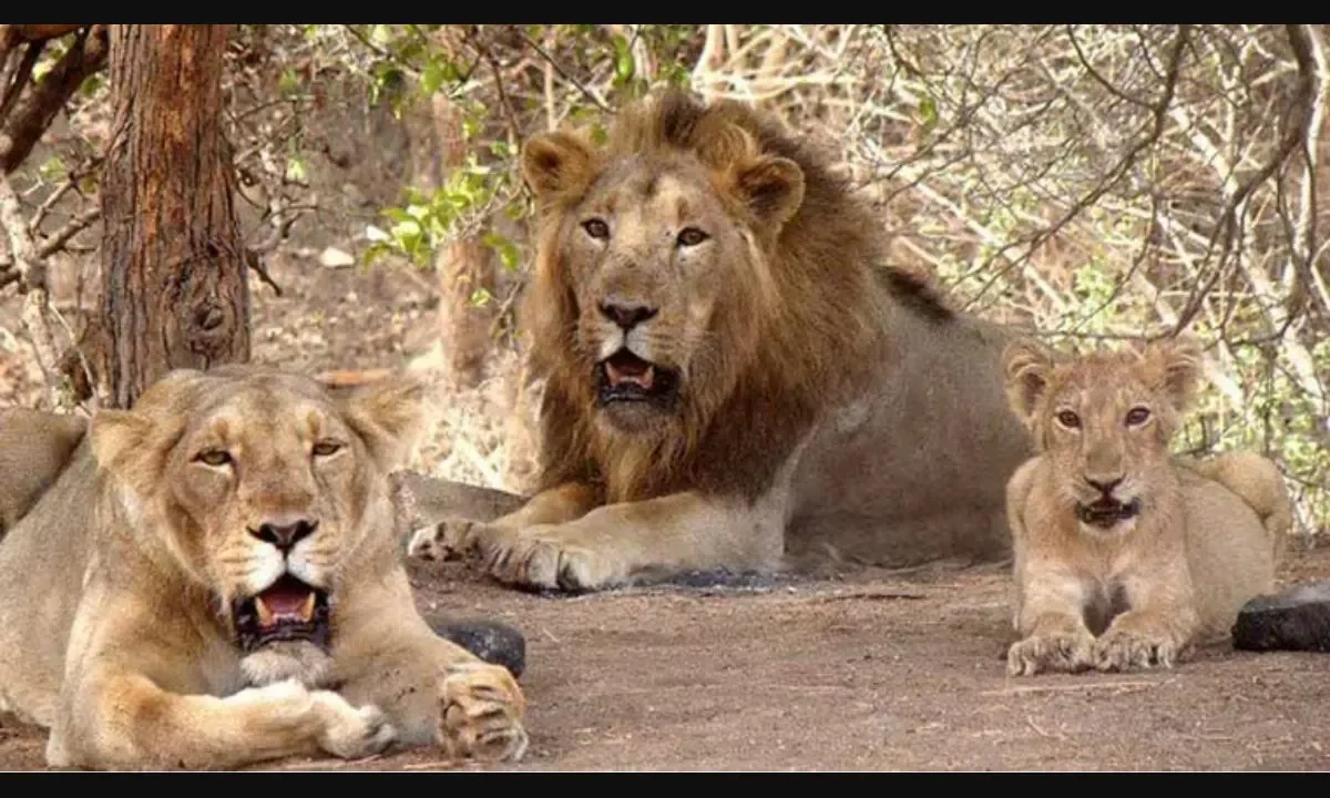 Why Gir’s ‘endangered’ Asiatic lions need a second home