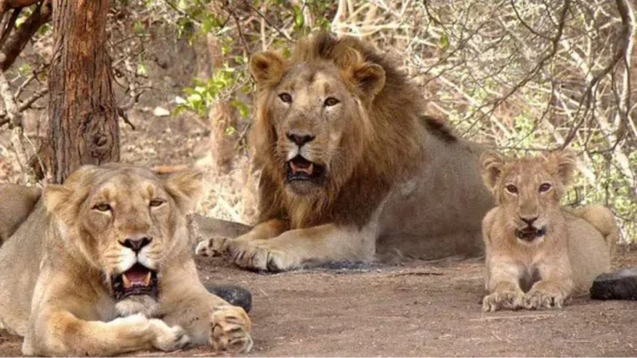 Why Gir’s ‘endangered’ Asiatic lions need a second home