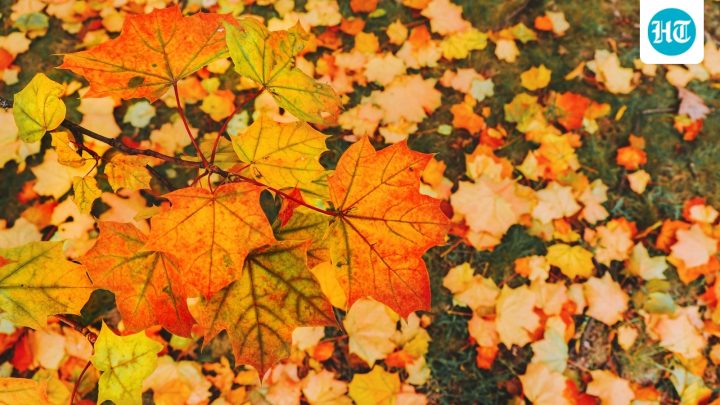 Sadhguru on equinox: What does this day of balance mean spiritually?