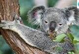 How Steve and Terri Irwin turned a 3,500-acre land purchase into 44,000 trees and 1,630 more acres of protected habitat