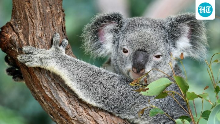 How Steve and Terri Irwin turned a 3,500-acre land purchase into 44,000 trees and 1,630 more acres of protected habitat